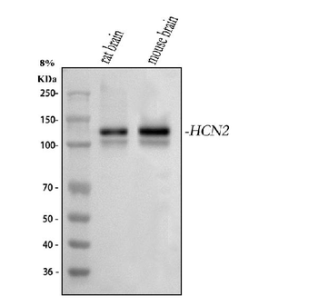 Hcn2 Rabbit Polyclonal Antibody