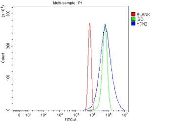 Hcn2 Rabbit Polyclonal Antibody