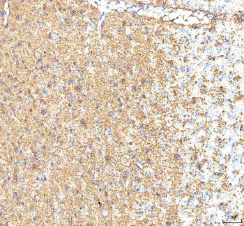 Hcn2 Rabbit Polyclonal Antibody
