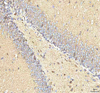 Hcn2 Rabbit Polyclonal Antibody