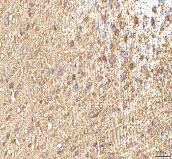 Hcn2 Rabbit Polyclonal Antibody