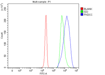 SGK493/PKDCC Rabbit Polyclonal Antibody
