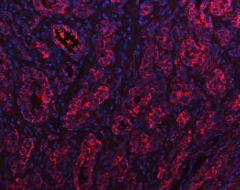 PGC Rabbit Polyclonal Antibody