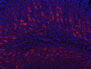 PGC Rabbit Polyclonal Antibody