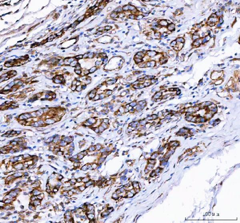 PGC Rabbit Polyclonal Antibody