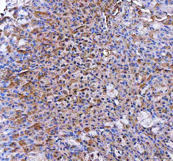 PGC Rabbit Polyclonal Antibody