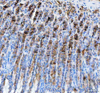 PGC Rabbit Polyclonal Antibody