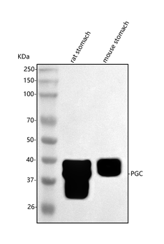 PGC Rabbit Polyclonal Antibody