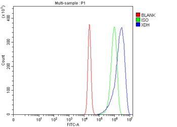 XDH Rabbit Polyclonal Antibody