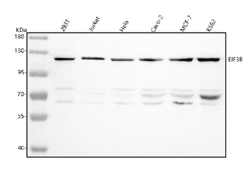 EIF3B Rabbit Polyclonal Antibody