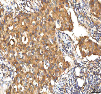 EIF3B Rabbit Polyclonal Antibody