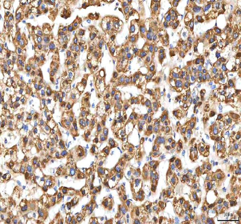 EIF3B Rabbit Polyclonal Antibody