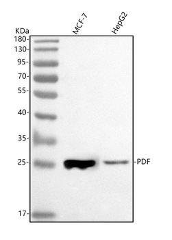 PDF Rabbit Polyclonal Antibody