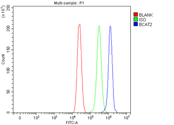 BCAT2 Rabbit Polyclonal Antibody