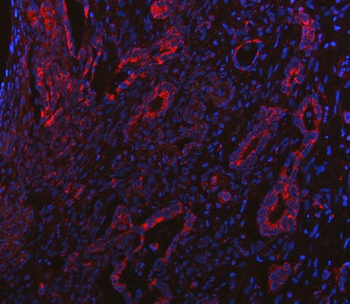 BCAT2 Rabbit Polyclonal Antibody