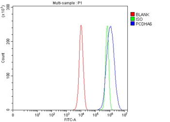 PCDHA6 Rabbit Polyclonal Antibody