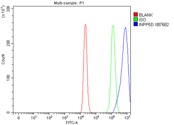 INPP5D Rabbit Polyclonal Antibody