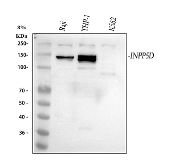 INPP5D Rabbit Polyclonal Antibody