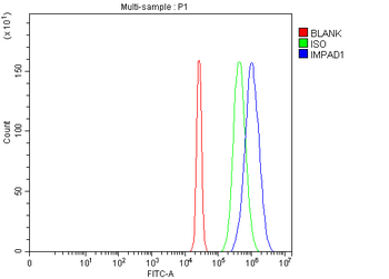 BPNT2 Rabbit Polyclonal Antibody