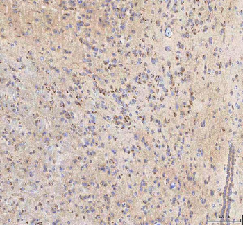 BPNT2 Rabbit Polyclonal Antibody