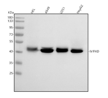 BPNT2 Rabbit Polyclonal Antibody