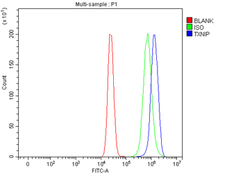 TXNIP Rabbit Polyclonal Antibody