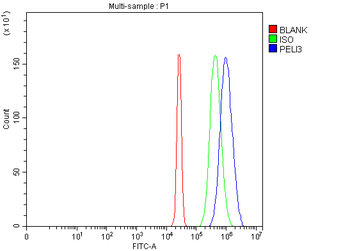 PELI3 Rabbit Polyclonal Antibody
