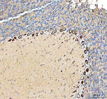 PELI3 Rabbit Polyclonal Antibody