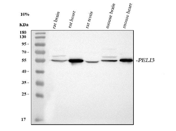PELI3 Rabbit Polyclonal Antibody