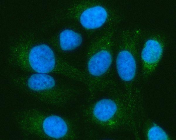 PELI3 Rabbit Polyclonal Antibody