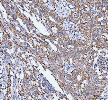 PELI3 Rabbit Polyclonal Antibody