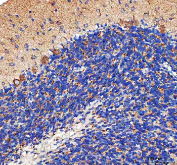 PELI3 Rabbit Polyclonal Antibody