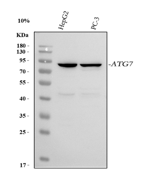 ATG7 Rabbit Polyclonal Antibody