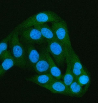 PAIP1 Rabbit Polyclonal Antibody