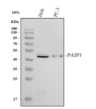 PAIP1 Rabbit Polyclonal Antibody