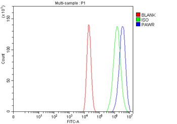 PAWR Rabbit Polyclonal Antibody