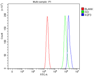 IKZF3 Rabbit Polyclonal Antibody