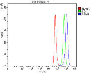 ICAM5 Rabbit Polyclonal Antibody