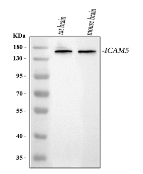 ICAM5 Rabbit Polyclonal Antibody