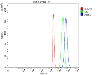 IARS2 Rabbit Polyclonal Antibody