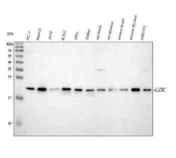 LZIC Rabbit Polyclonal Antibody