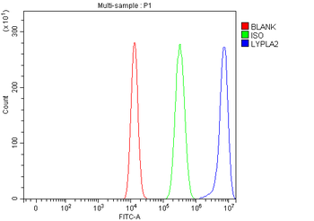 LYPLA2 Rabbit Polyclonal Antibody