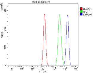 LYPLA1 Rabbit Polyclonal Antibody