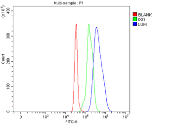 Lumican/LUM Rabbit Polyclonal Antibody
