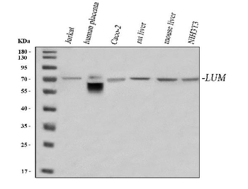 Lumican/LUM Rabbit Polyclonal Antibody