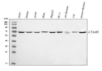 LTA4H Rabbit Polyclonal Antibody