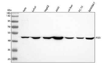PGD Rabbit Polyclonal Antibody