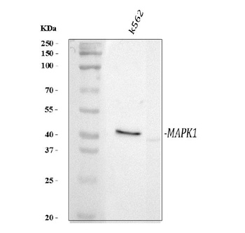 Phospho-MAP Kinase, Activated Mapk3/MAP Mouse Monoclonal Antibody