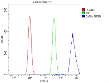Cofilin/CFL1 Rabbit Polyclonal Antibody
