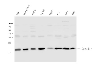 Cofilin/CFL1 Rabbit Polyclonal Antibody